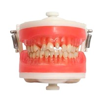Manequim Top Materiais Dentários PD101 - Pronew