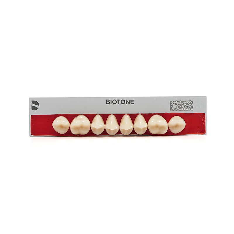 Dente Biotone Posterior/Superior 32M 66 - Dentsply Sirona
