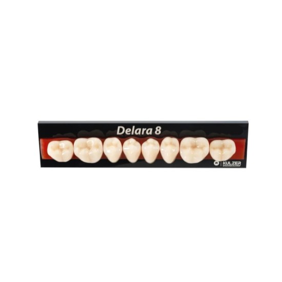 Dente Delara Posterior Inferior B1 32L 8unid - Kulzer